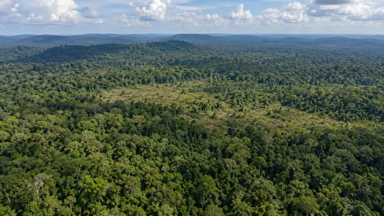 Vista de floresta amazônica em Rondônia ilustra a Concessão da Flona do Bom Futuro para restauração de 6.290 hectares degradados